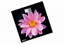 Весы CENTEK CT-2416 (Pink Flower) электронные 180кг, 0,1кг, LCD 65x28, размер 28х28см от магазина Лидер